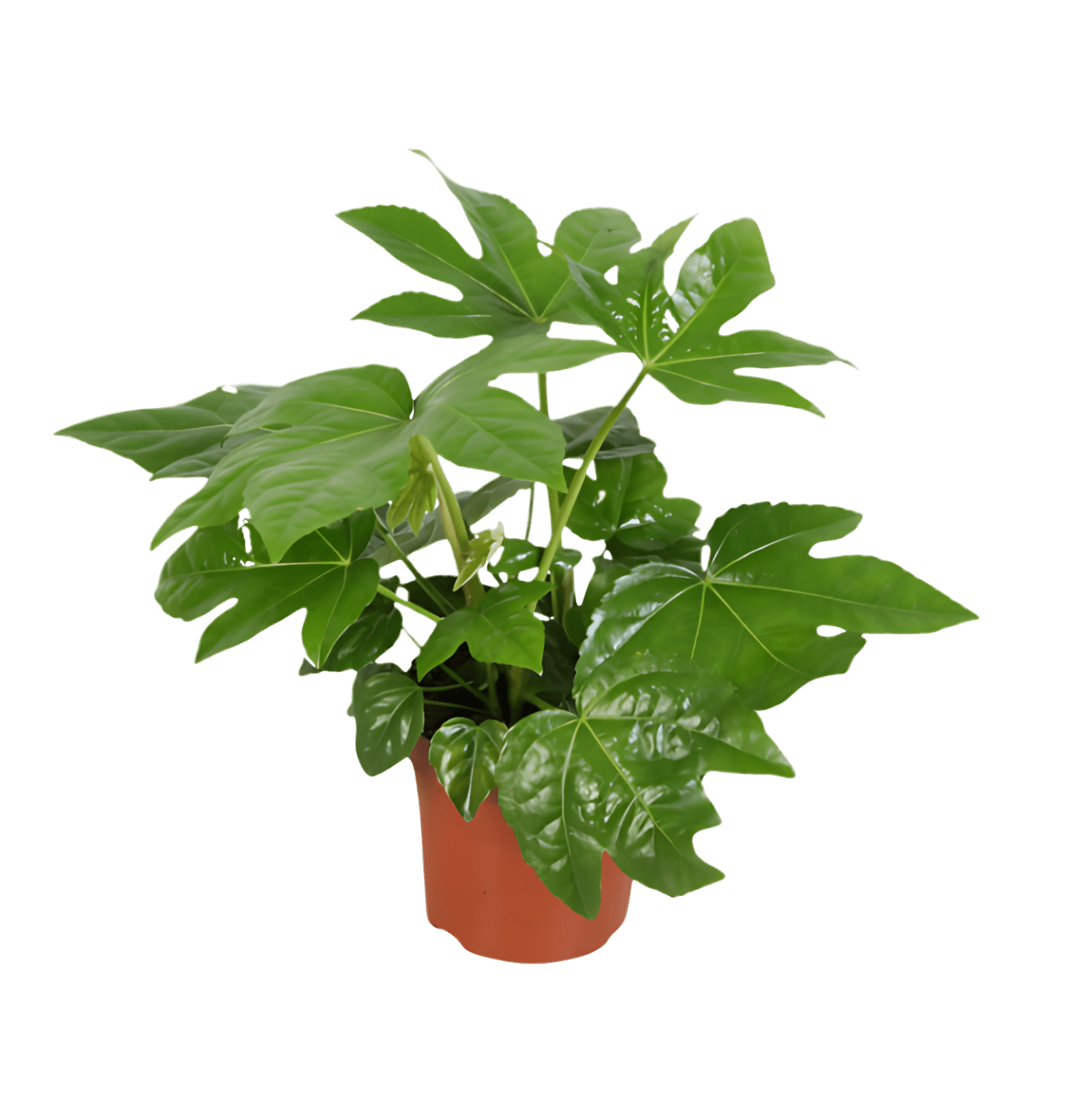 Zimmeraralie | Fatsia japonica | ca. 40 - 50 cm | Ø 12 - 15 cm Topf - Blume Ideal