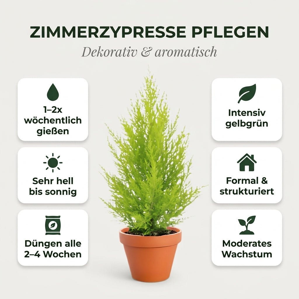 Zimmerzypresse + 1x Cremefarbener Zinktopf | Goldcrest | ca. 40-50 cm | Ø 12-15 cm Topf - Blume Ideal