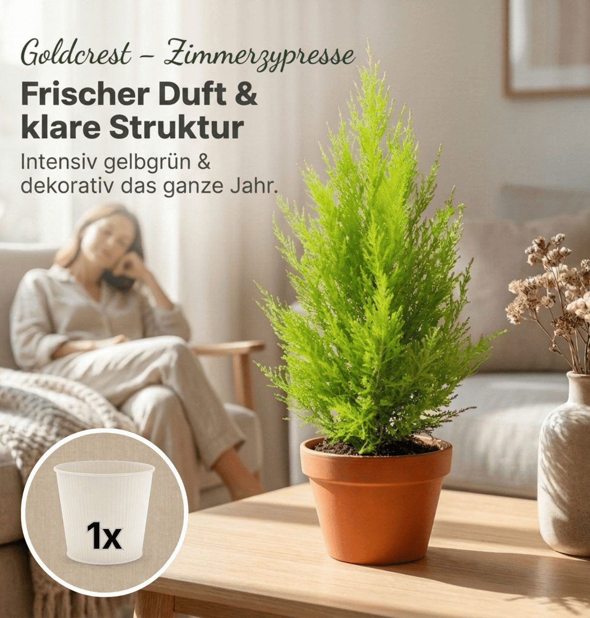 Zimmerzypresse + 1x Cremefarbener Zinktopf | Goldcrest | ca. 40-50 cm | Ø 12-15 cm Topf - Blume Ideal