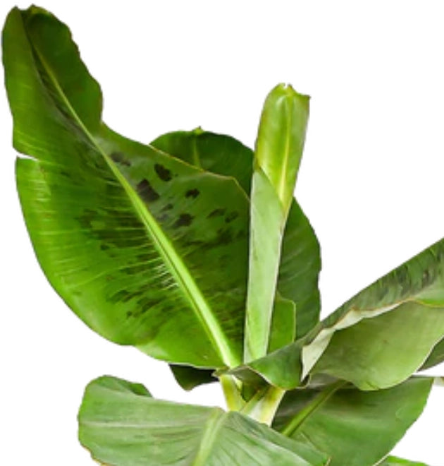 5er-Set "Tierfreund" | Bergpalme | Glückskastanie | Bananenpflanze | Korbmarante | Goldfruchtpalme | +/- 30-60cm | ø 10-15cm Topf