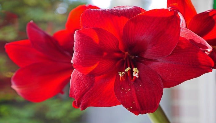 Amaryllis Bedeutung - Das solltest du unbedingt über Amaryllis wissen! - Blume Ideal
