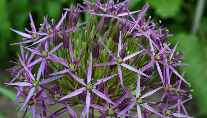 Blumen Juli - Diese Sommerblumen sind ein Muss
