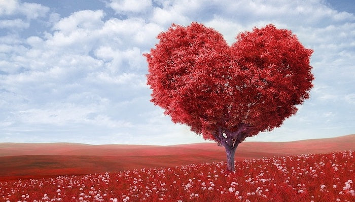 Rosen und ihre Bedeutung - Symbolik der Liebe