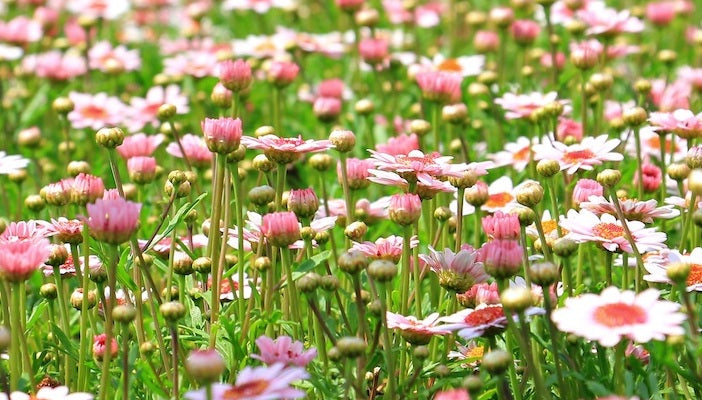 Blumen Symbole - 10 Blumensorten und ihre Sprache
