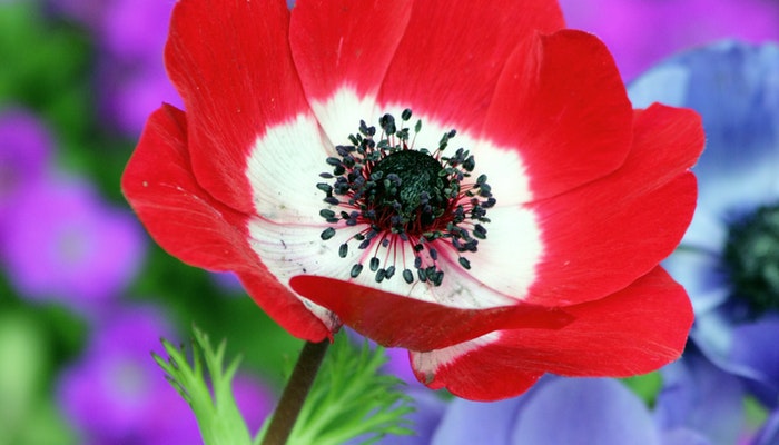 Blumen Februar - Diese Blumen im Februar erwarten dich!