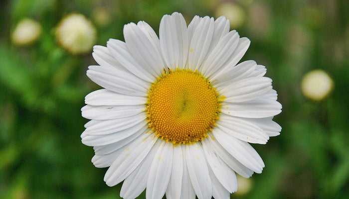 Geburtsblume April - Das Gänseblümchen passt zu dir