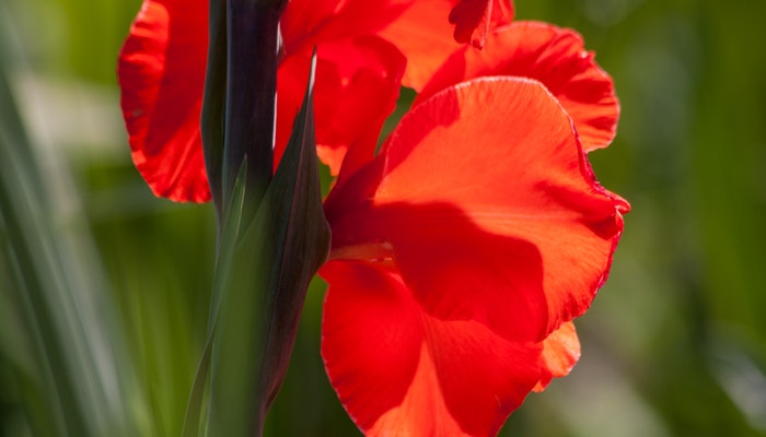Geburtsblume August - Die auffällig hübsche Gladiole