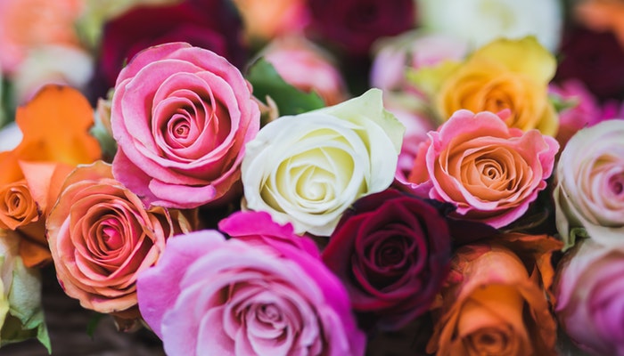 Geburtsblume Juni - Die Rose ist ein echter Klassiker