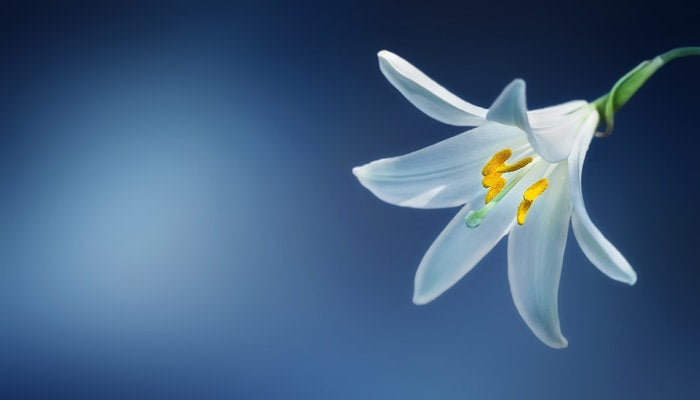 Geburtsblume Mai - Wenn das Maiglöckchen klingelt