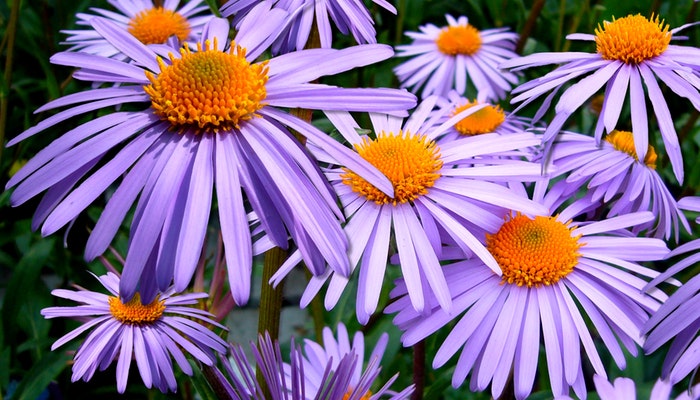 Geburtsblume September - Die Aster kennt jeder