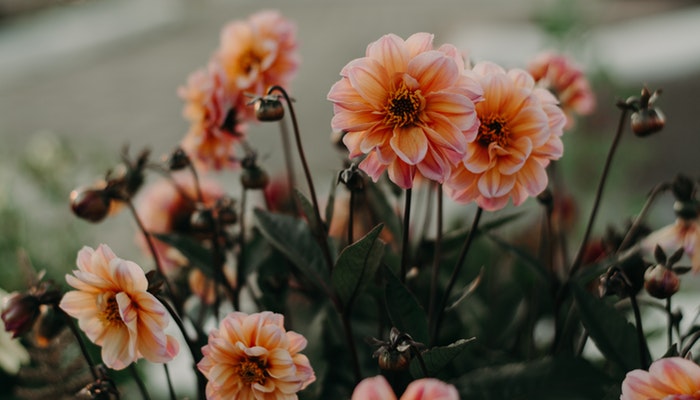 Top 10 Herbstblumen für Garten und Balkon - Unsere Top 10