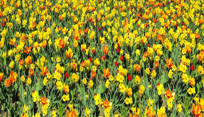 Narzisse Bedeutung - Die Symbolik und Blumensprache der Narzisse