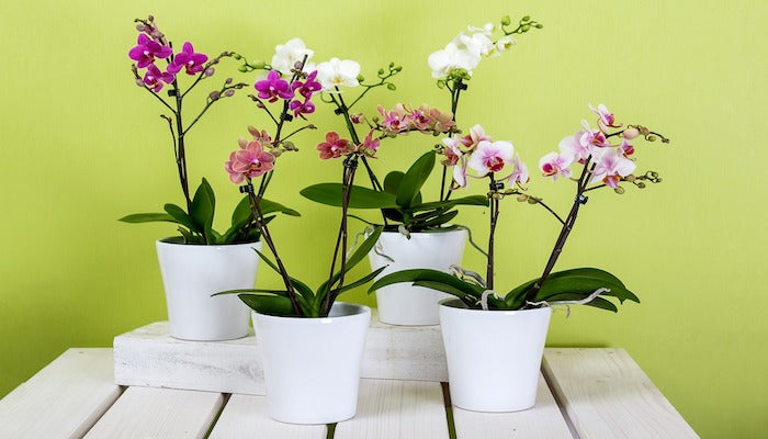 Orchidee Bedeutung - Blumensprache und Symbolik der Orchidee