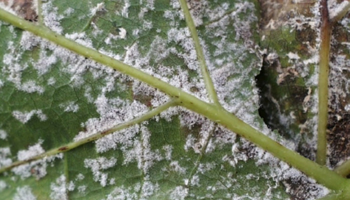 Mehltau bei Rosen – So bekämpfst du den Pilz effektiv
