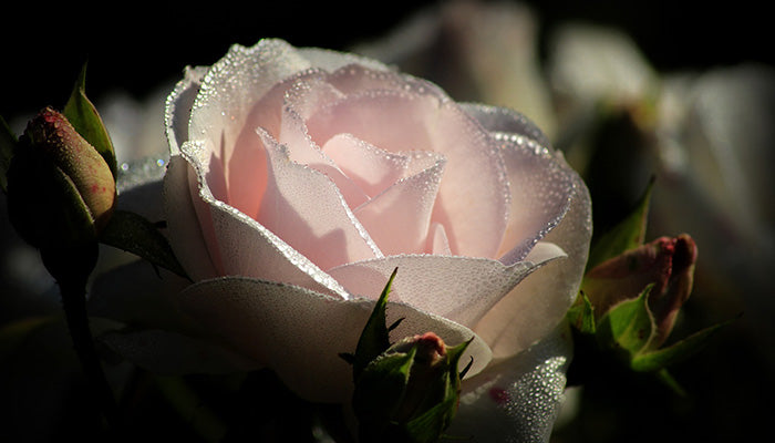 Rosensorten erkennen - So findest du die schönsten Rosen