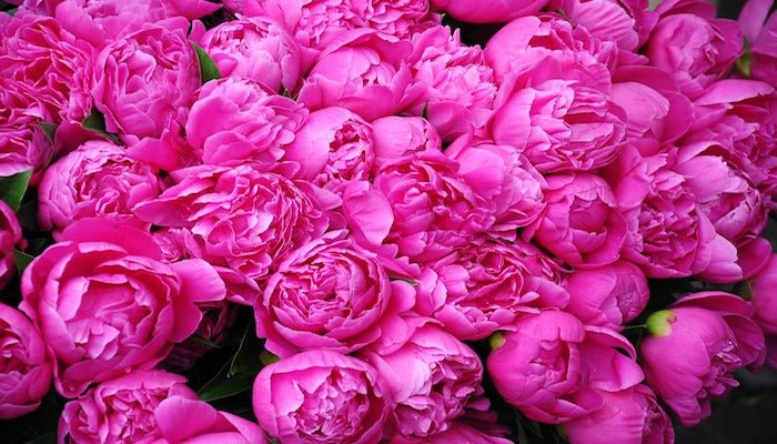 Blumen Mai - Diese Blumen sind im Mai beliebt