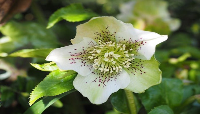 Christrose Bedeutung – Die Symbolik der Schneerose erklärt - Blume Ideal