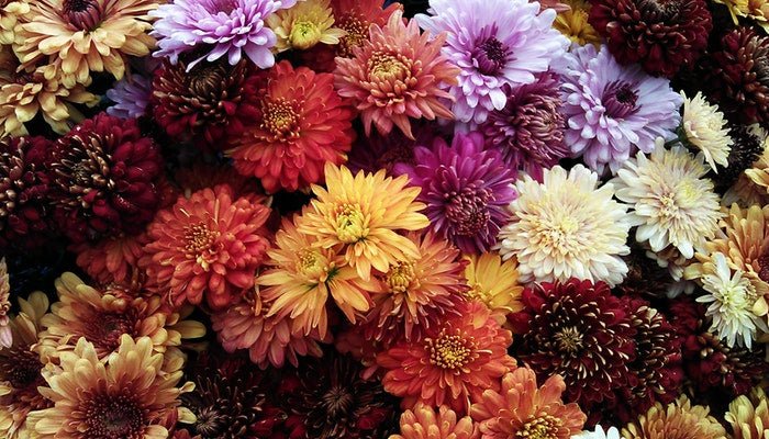 Geburtsblume November - Die Chrysantheme gehört zu dir - Blume Ideal