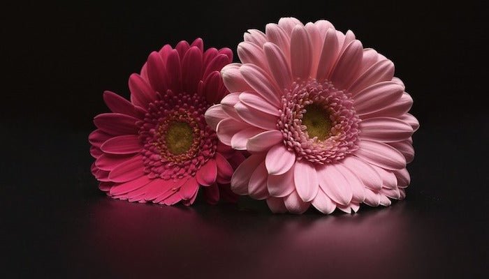 Gerbera Bedeutung - Das sagen Gerbera wirklich aus! - Blume Ideal