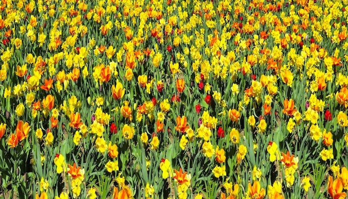 Narzisse Bedeutung - Die Symbolik und Blumensprache der Narzisse - Blume Ideal