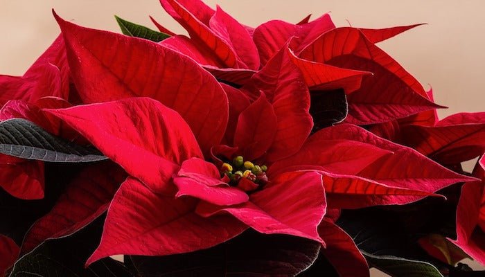 Bedeutung des Weihnachtssterns - Die Blume der Adventszeit