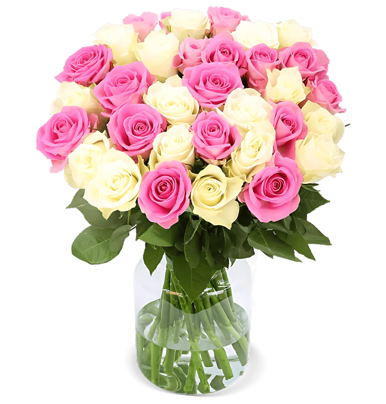 10 Rosen - "Candy Cotton" - Blume Ideal