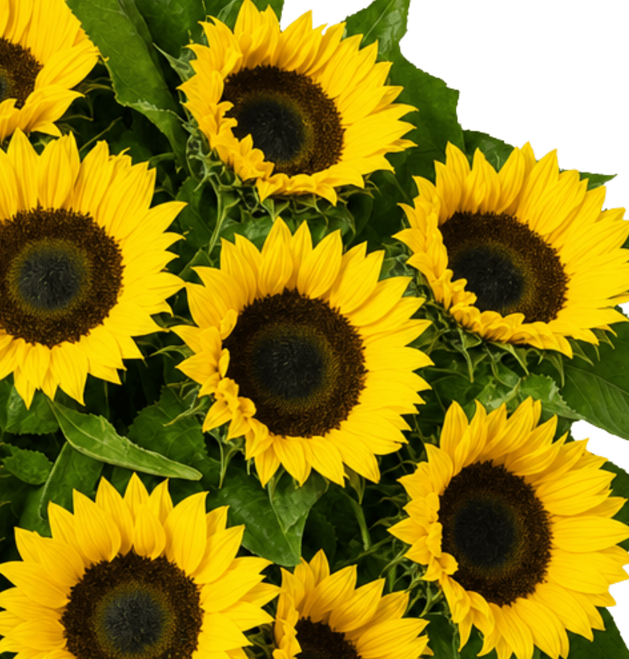 10 Sonnenblumen - Blume Ideal