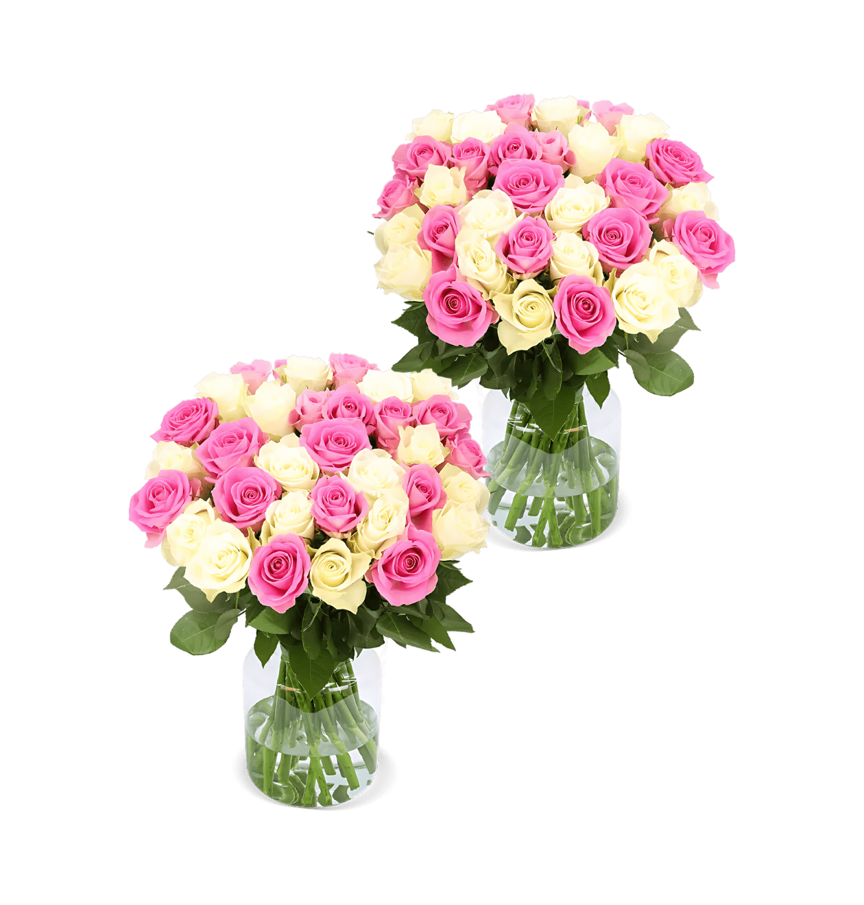 2x50 Rosen Candy Cotton 100 St ck In Wei Pink BlumeIdeal de 2x50-rosen-candy-cotton-100-st-ck-in-wei-pink-blumeideal-de
