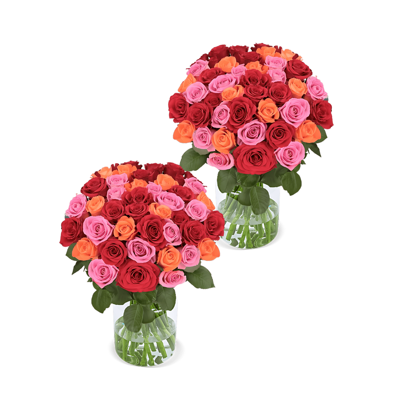 100 Rosen - "Rosenbeet" (2x50 Stück) - Blume Ideal
