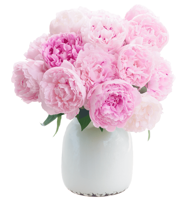 15 gefüllte Pfingstrosen - Blume Ideal