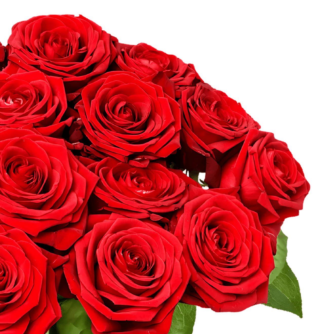 15 Red Naomi Rosen - Blume Ideal