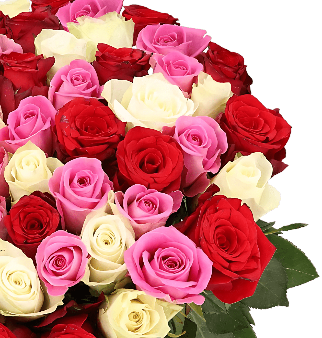 15 Rosen - "Love Loud" - Blume Ideal