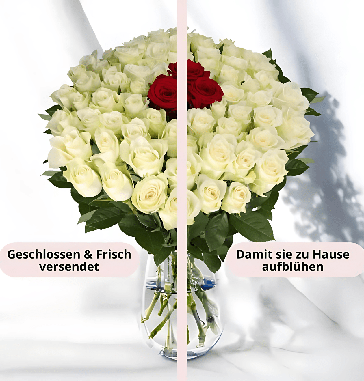 15 Rosen - "Nordlicht" - Blume Ideal