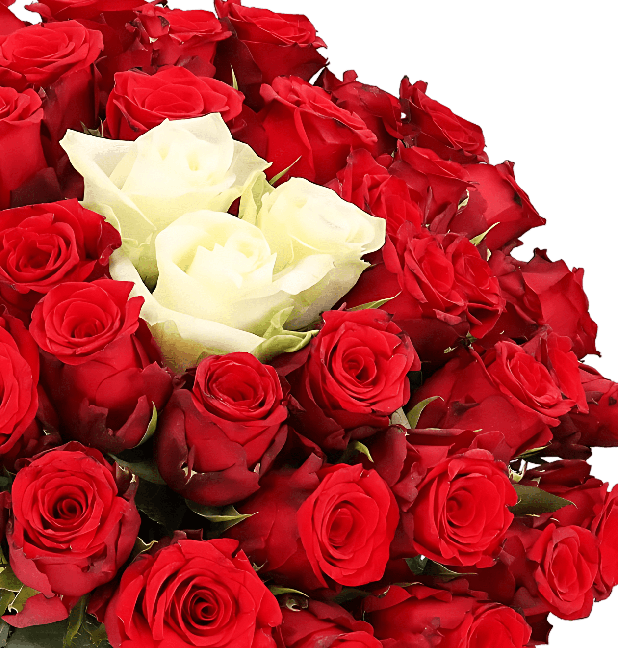 15 Rosen - "Sweetheart" - Blume Ideal