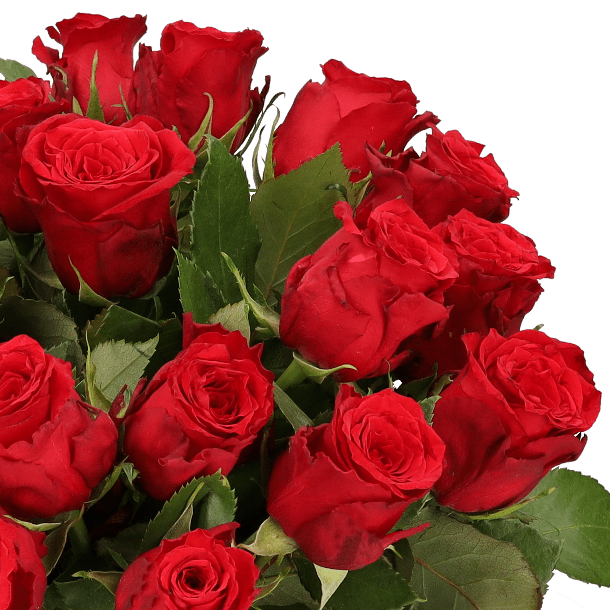 18 Rote Rosen - Blume Ideal