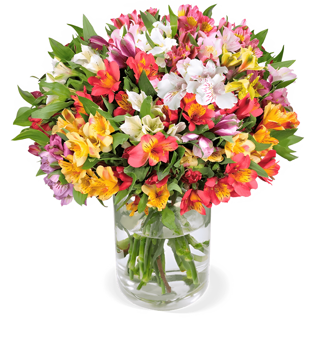 20 Inkalilien mit bis zu 100 Blüten - Blume Ideal