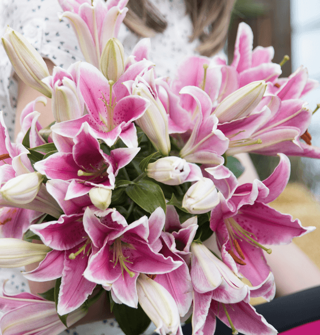 20 pinke Lilien mit bis zu 60 Blüten - Blume Ideal