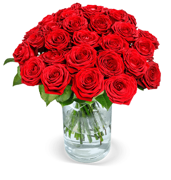 20 Premium Rosen 