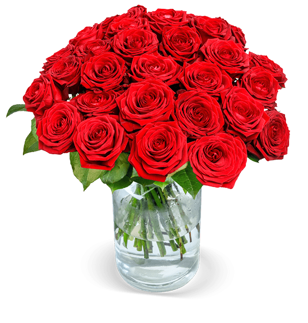 20 Premium Rosen "Red Naomi" - Blume Ideal