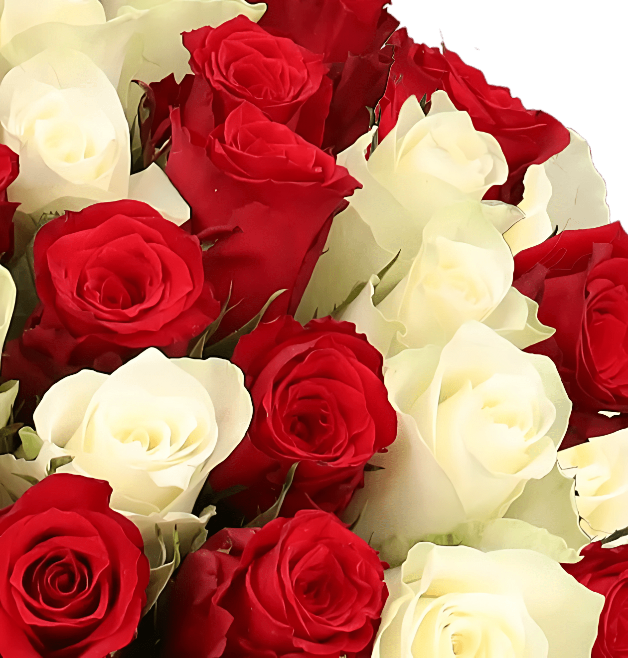 20 rot weiße Rosen - Blume Ideal
