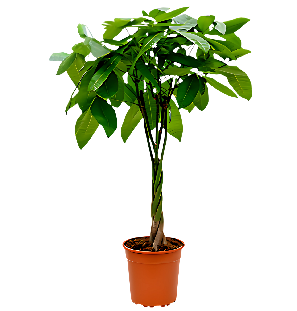 2er - Set | Glückskastanie | +/ - 40 - 50cm | ø 12 - 15cm Topf - Blume Ideal