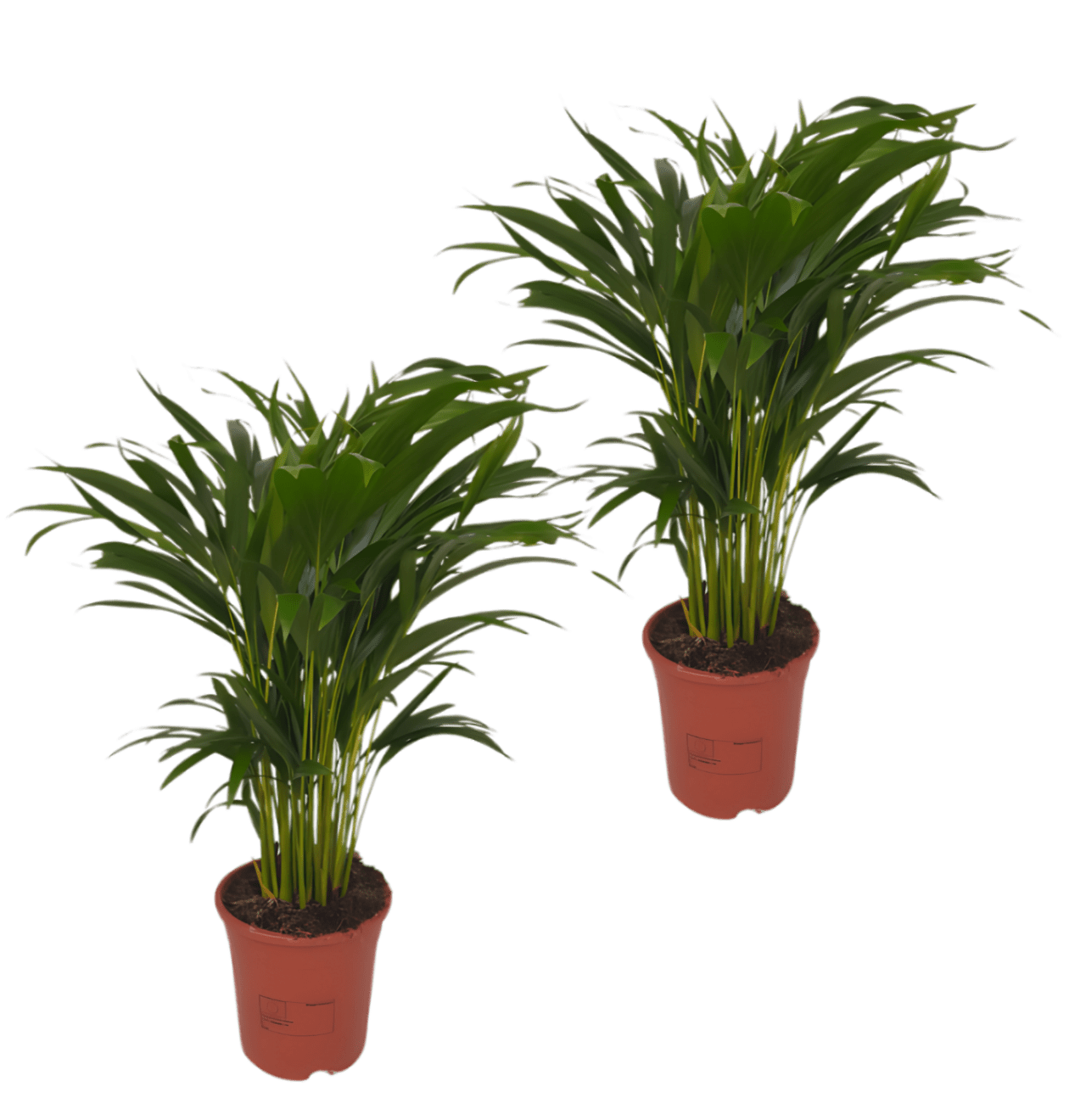 2er - Set Goldfruchtpalme | Areca - Palme | +/ - 40 - 50cm | ø 12 - 15cm Topf - Blume Ideal