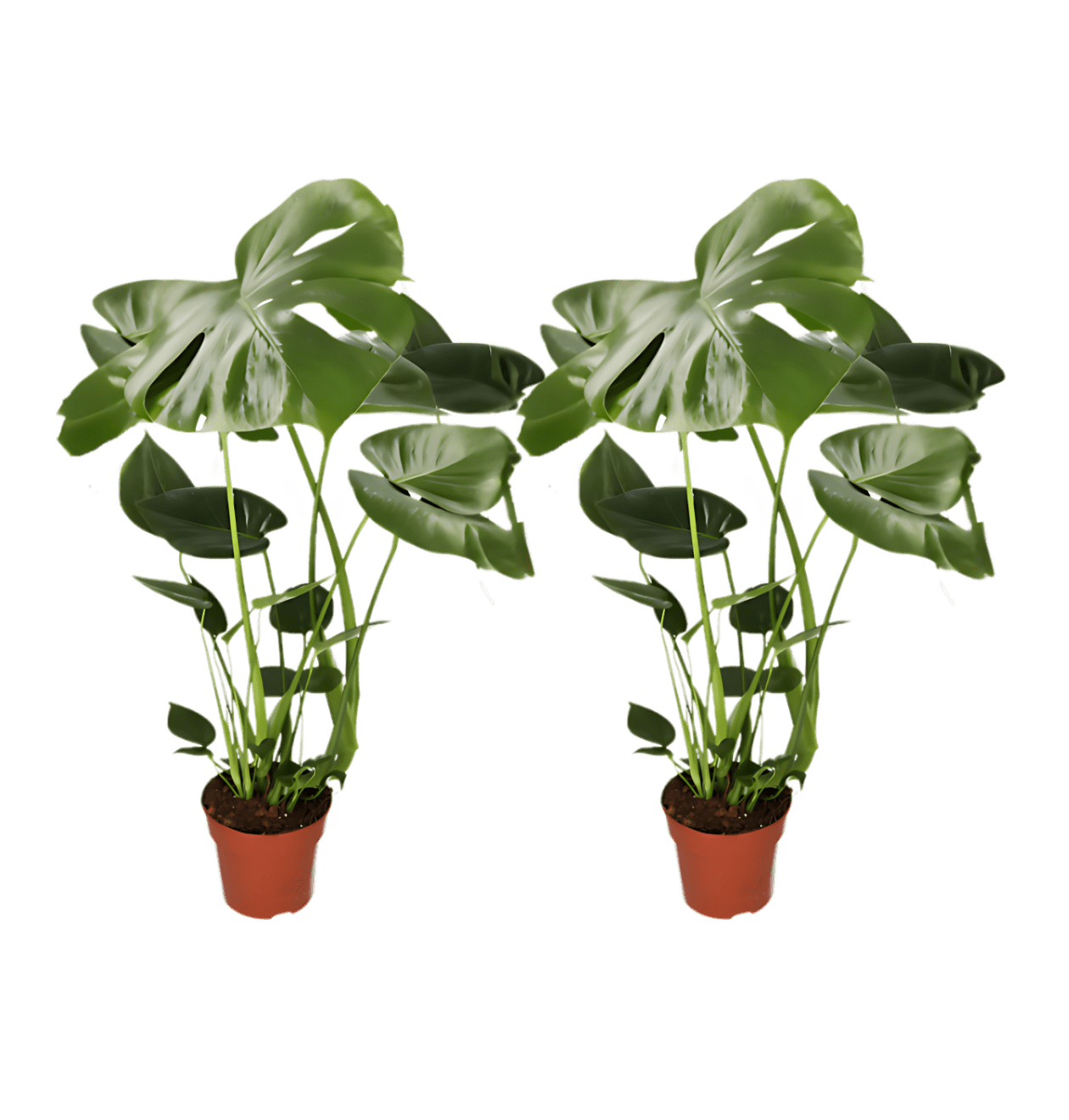 2er - Set | Monstera | +/ - 55 - 70cm | ø 12 - 15cm Topf - Blume Ideal