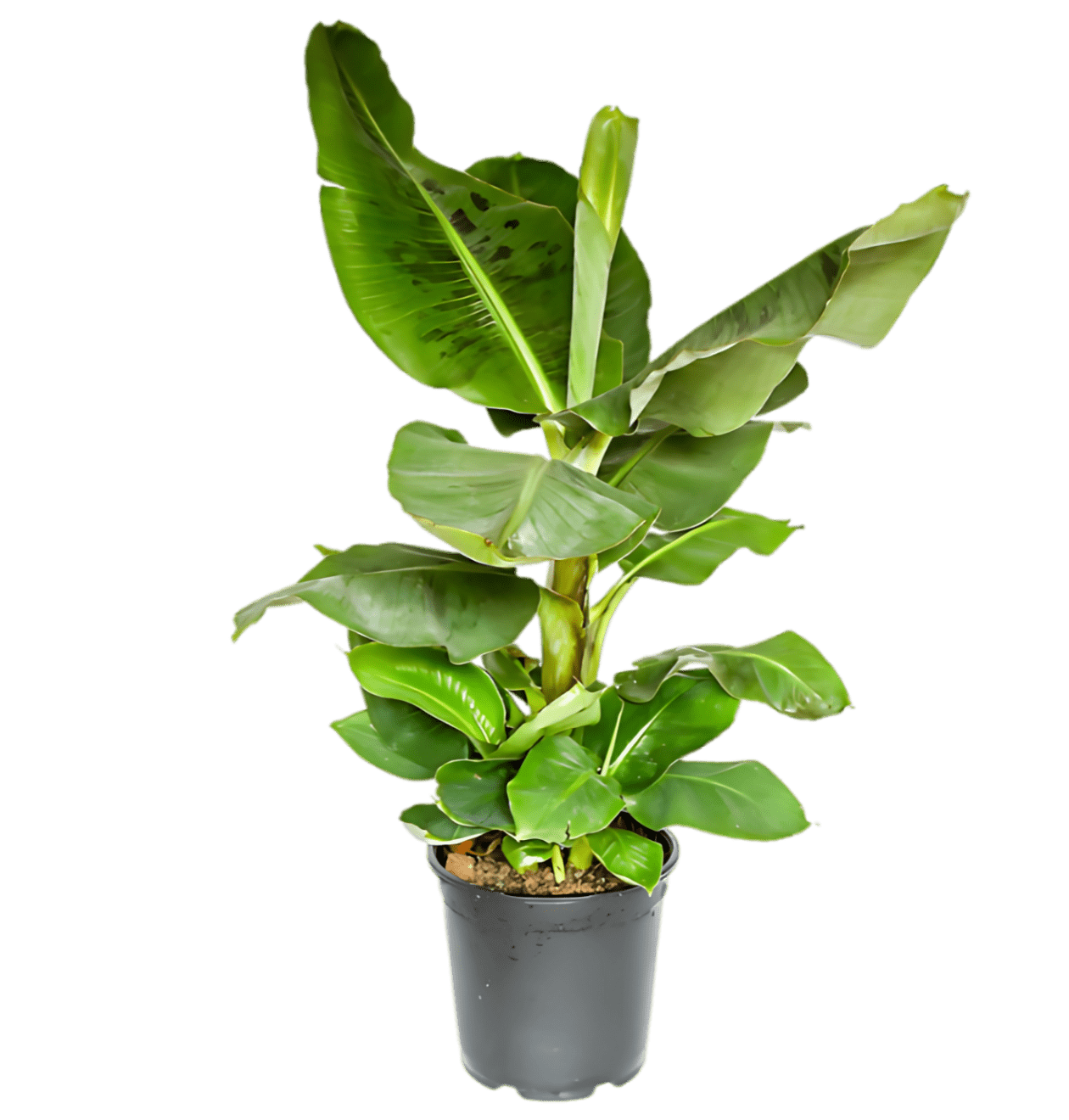 2er - Set Musa | Bananenpflanze | +/ - 40 - 50cm | ø 12 - 15cm Topf - Blume Ideal