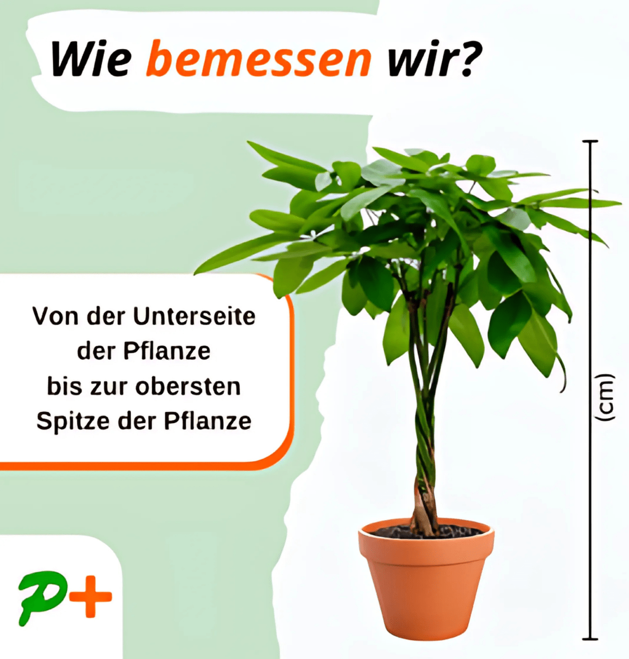 2er - Set Musa | Bananenpflanze | +/ - 40 - 50cm | ø 12 - 15cm Topf - Blume Ideal