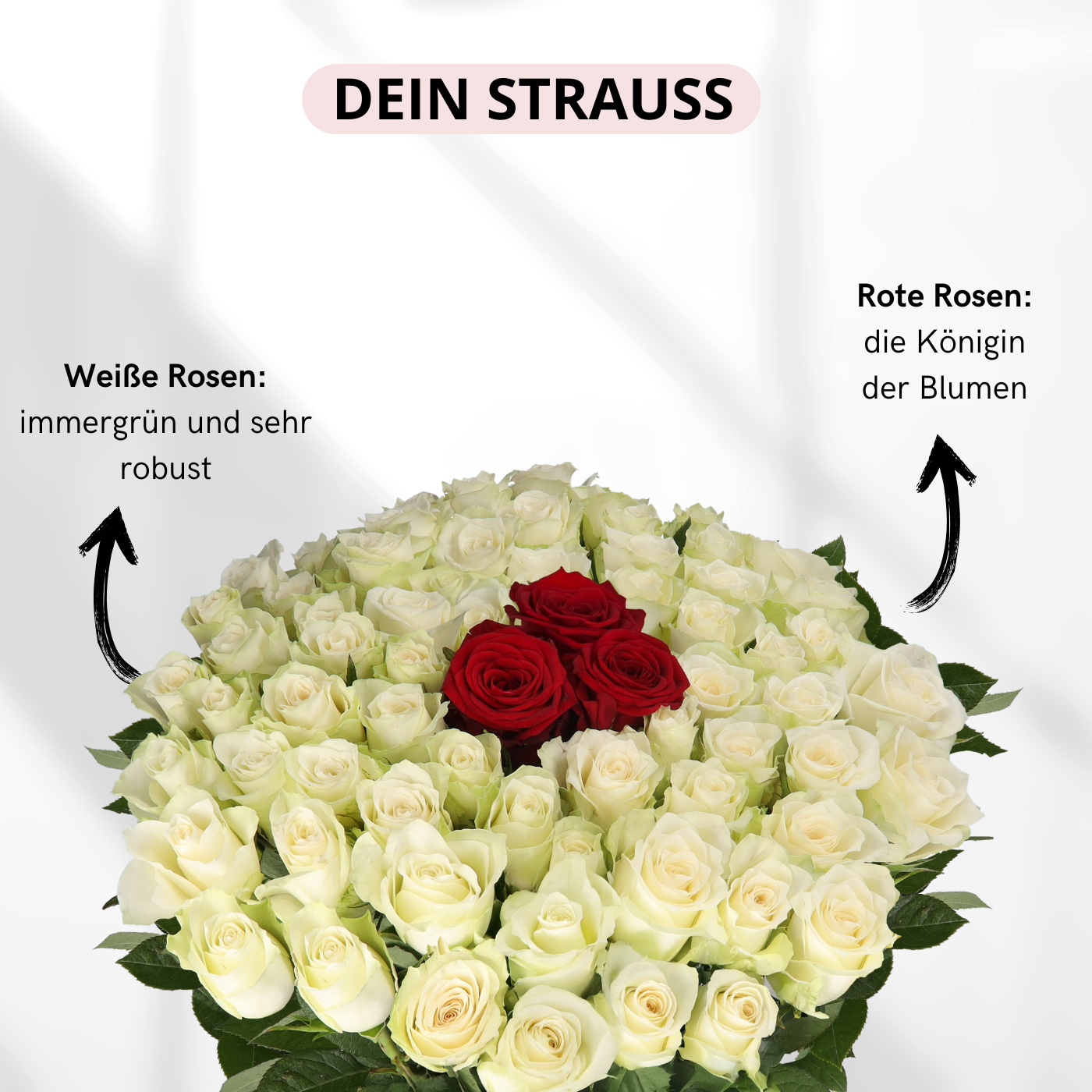 50 Rosen - "Nordlicht"