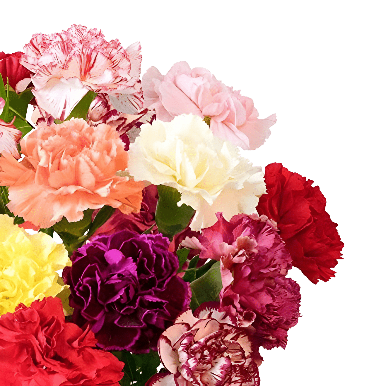 30 bunte Nelken - Blume Ideal