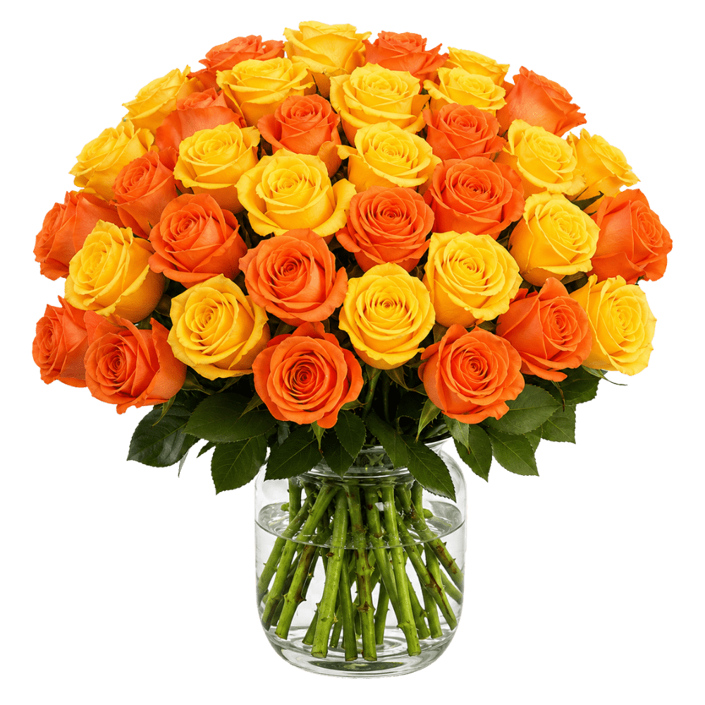 30 gelb orange Rosen - Blume Ideal