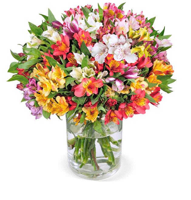 30 Inkalilien mit bis zu 200 Blüten - Blume Ideal