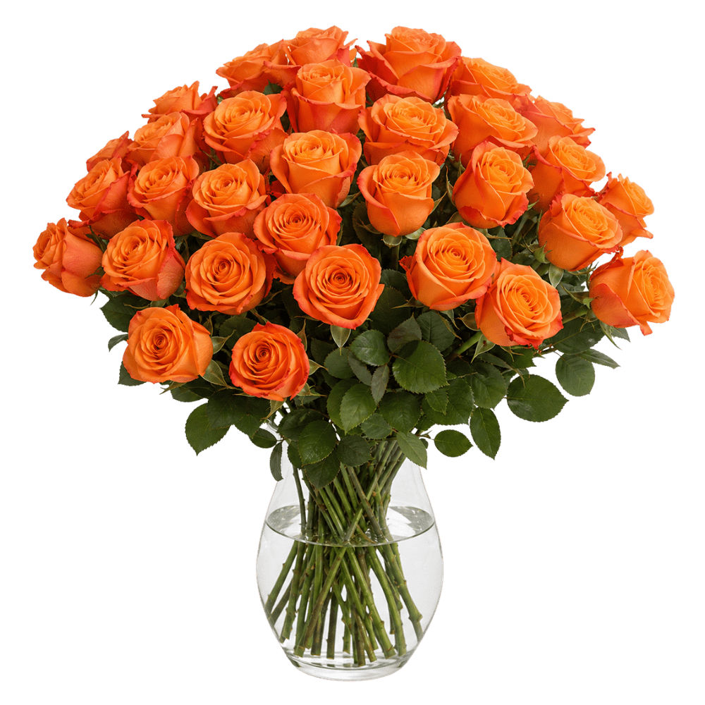 30 orange Rosen - Blume Ideal